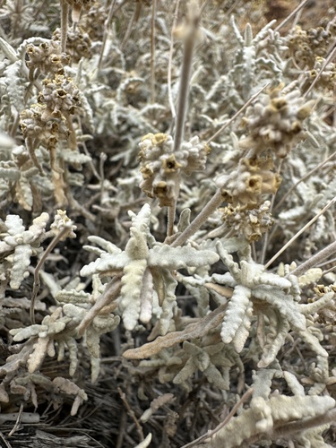 Utah butterflybush (Buddleja utahensis)