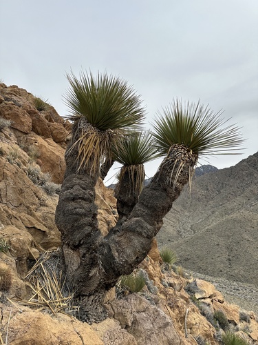 Nolina parryi