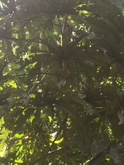 Coccoloba belizensis