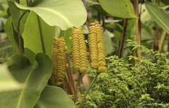 Calathea crotalifera image