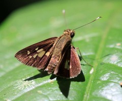 Isma bononoides
