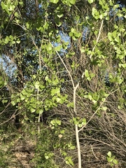 Populus deltoides wislizenii