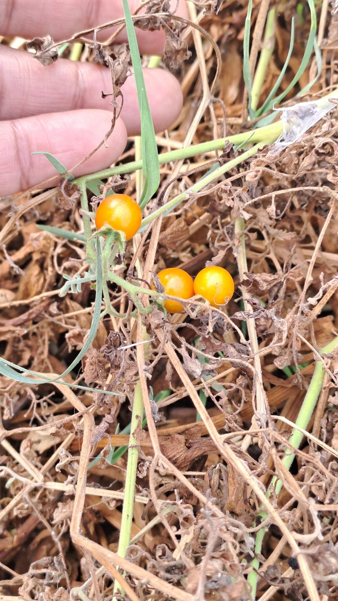 Imagem de Tomate cereja