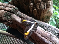Adelpha malea