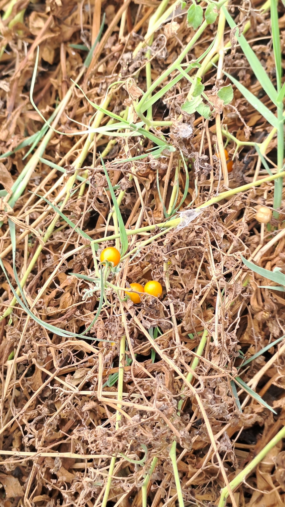 Imagem de Tomate cereja