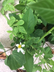 Bidens alba