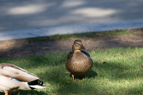 Mallard photographed in Georgia