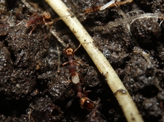 Strumigenys pilinasis