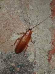 Parcoblatta virginica