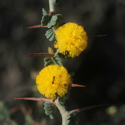Acacia amputata