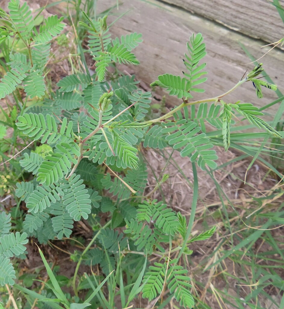 Prosopis cinerascens (A.Gray) Benth. 3