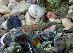 Rio Grande Darter photo 3
