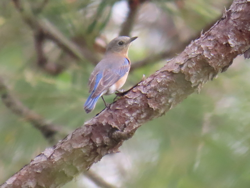 Eastern Bluebird photographed in Florida
