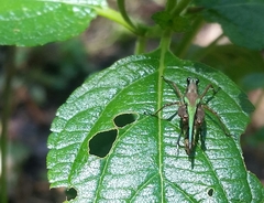 Scaria