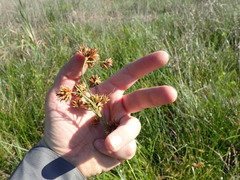 Rhynchospora indianolensis