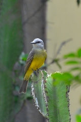 Tyrannus melancholicus