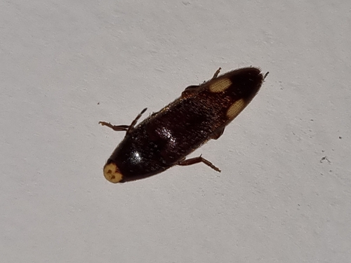 Physorhinus, 2024-03-25