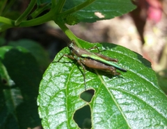 Scaria