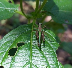 Scaria