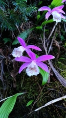 Pleione formosana