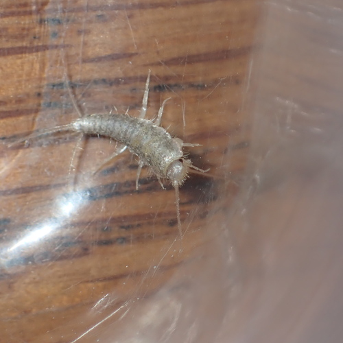 Long-tailed Silverfish photo 6