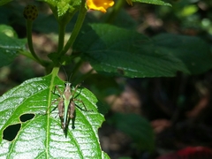Scaria