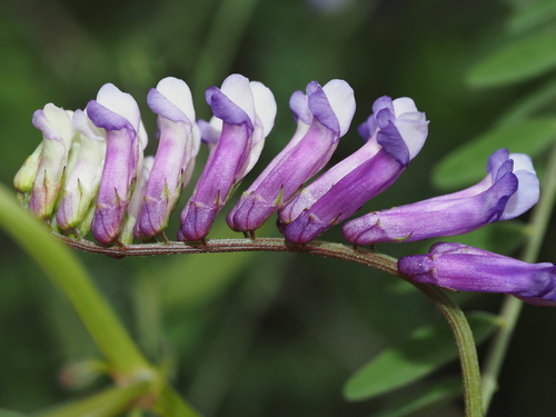 Vicia villosa