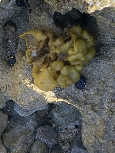 Colpomenia sinuosa observed 2024-03-22