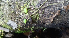 Pristimantis variabilis