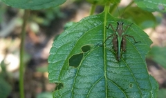 Scaria