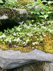 Sedum ternatum
