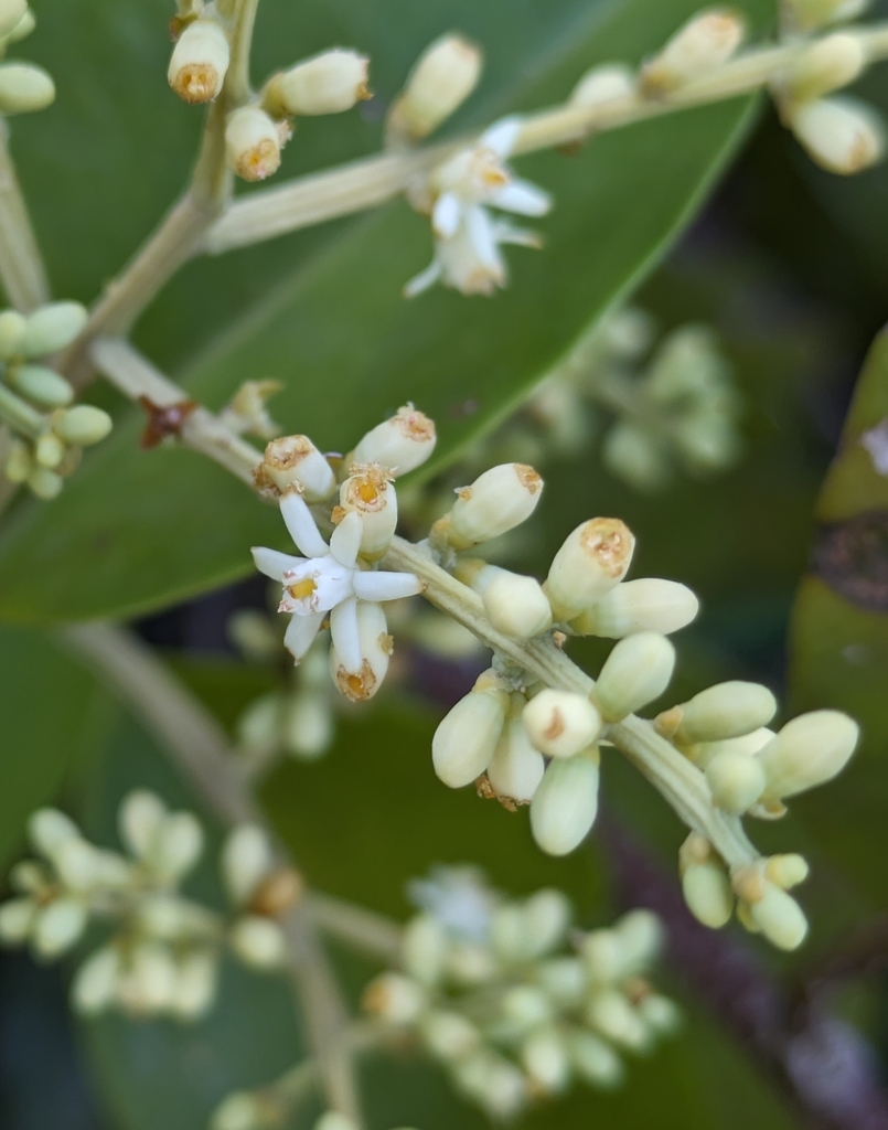 Passovia pedunculata