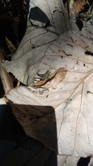 Ommatolampis perspicillata