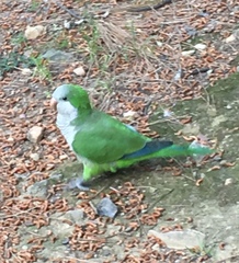 Myiopsitta monachus