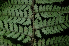 Polystichum silvaticum