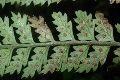Polystichum silvaticum