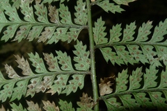 Polystichum silvaticum