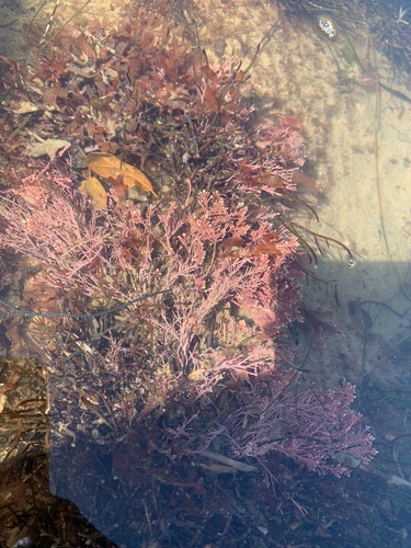 Bossiella chiloensis, 2024-03-08