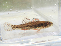 Etheostoma microperca