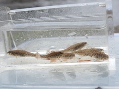 Etheostoma microperca