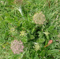 Daucus carota gummifer