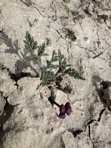 Image of Vesper multinervatus by (c) Matt Berger, some rights reserved (CC BY)