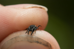 Protosmia rubifloris