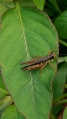 Orphulella concinnula