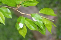 Prunus serrulata