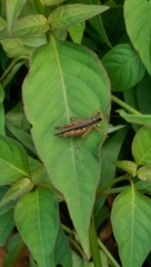 Orphulella concinnula