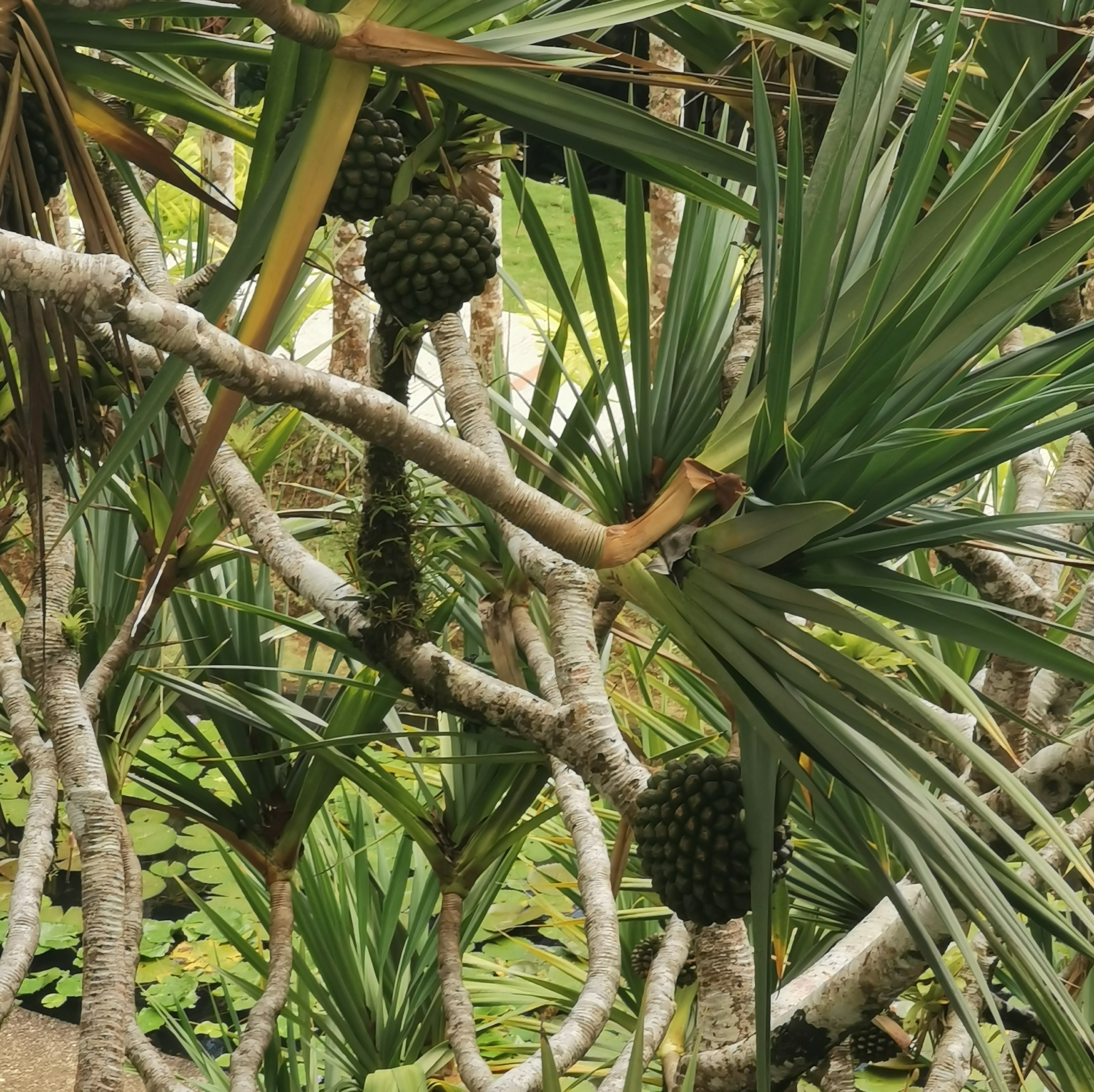 Imagem de Pinheiro-de-madagascar