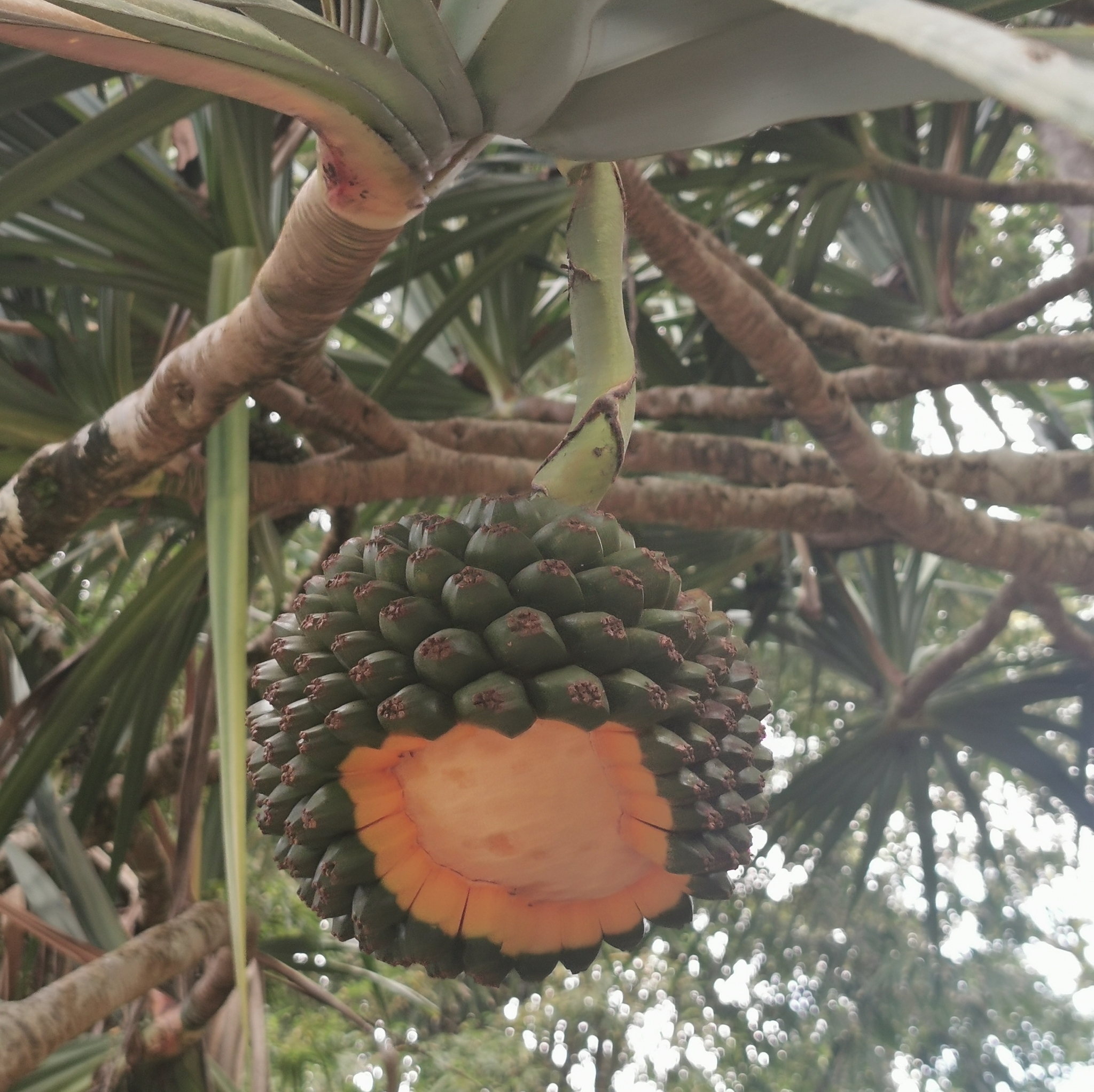 Imagem de Pinheiro-de-madagascar