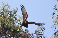 Parabuteo unicinctus
