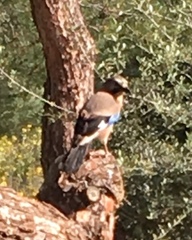 Garrulus glandarius graecus